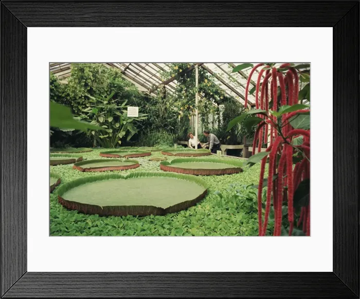 Framed Print : Kew Gardens, London, England, United Kingdom, Europe Framed Print : Kew Gardens, London, England, United Kingdom, Europe