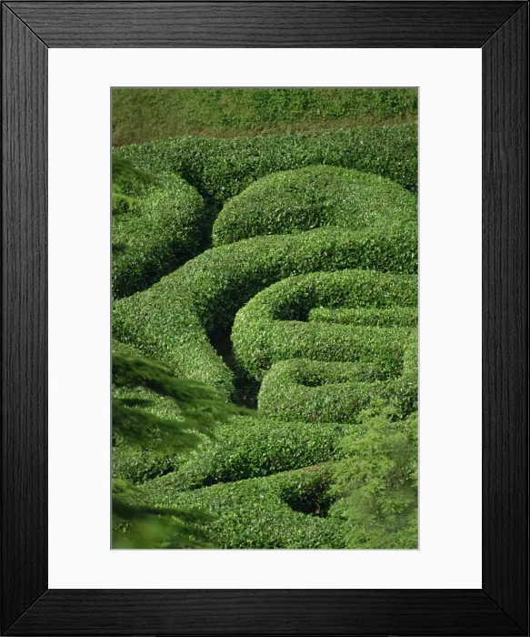 Framed Print : Glendurgan Maze, Cornwall, England, United Kingdom, Europe Framed Print : Glendurgan Maze, Cornwall, England, United Kingdom, Europe