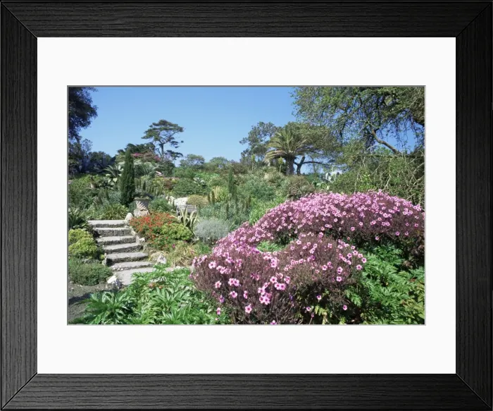 Framed Print : Abbey Gardens, Tresco, Scilly Isles, United Kingdom, Europe Framed Print : Abbey Gardens, Tresco, Scilly Isles, United Kingdom, Europe