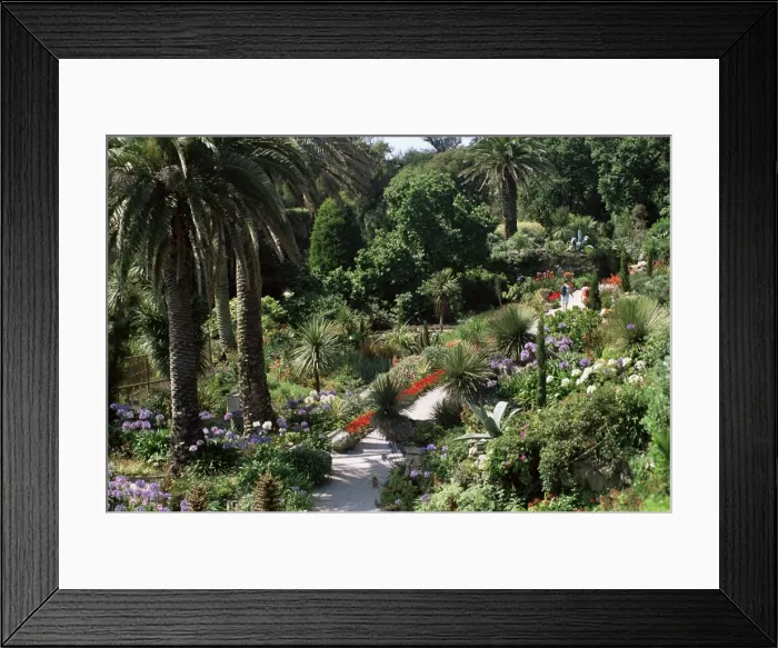 Framed Print : Abbey Gardens, Tresco, Isles of Scilly, United Kingdom, Europe Framed Print : Abbey Gardens, Tresco, Isles of Scilly, United Kingdom, Europe