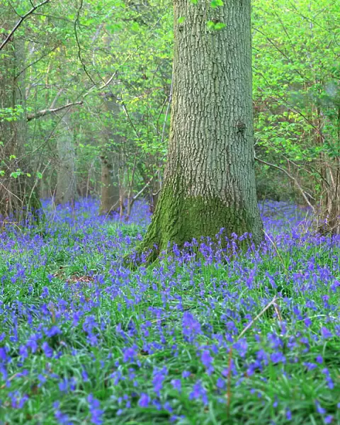 Bluebells in a wood in England, United Kingdom, Europe