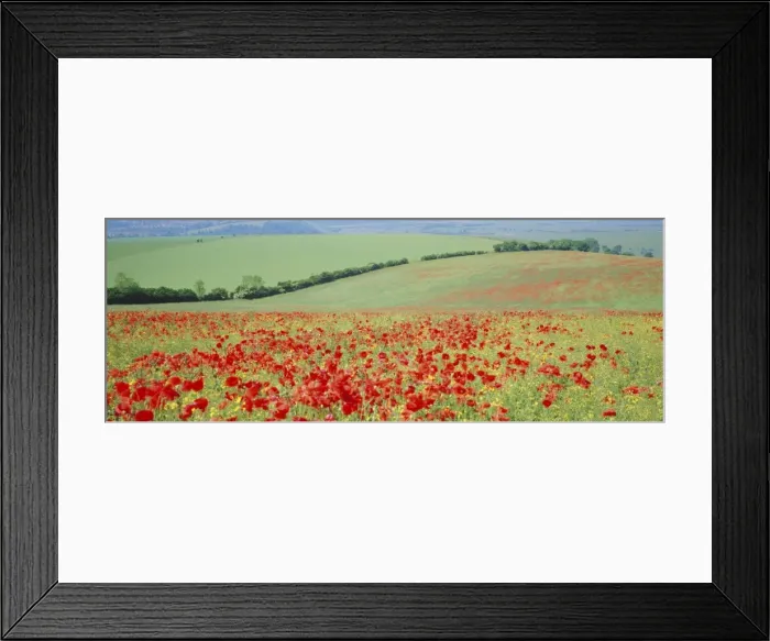 Framed Print : Poppies on the South Downs, Sussex, England, UK, Europe Framed Print : Poppies on the South Downs, Sussex, England, UK, Europe