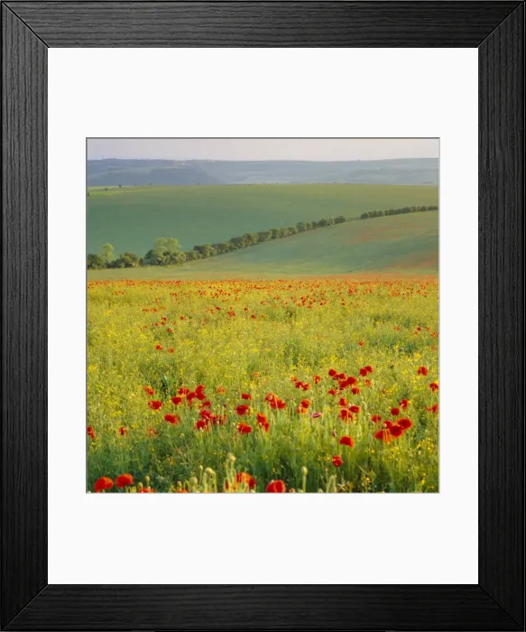 Framed Print : Poppy fields, South Downs, Sussex, England, UK, Europe Framed Print : Poppy fields, South Downs, Sussex, England, UK, Europe