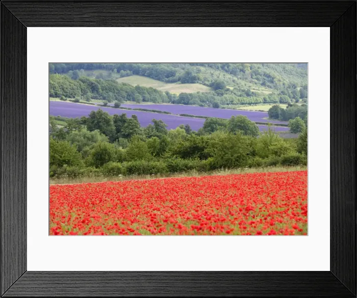 Framed Print : Lavender and poppies, Shoreham, near Sevenoaks, Kent, England, United Kingdom, Europe Framed Print : Lavender and poppies, Shoreham, near Sevenoaks, Kent, England, United Kingdom, Europe