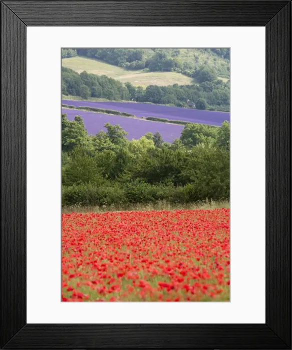 Framed Print : Lavender and poppies, Shoreham, near Sevenoaks, Kent, England, United Kingdom, Europe Framed Print : Lavender and poppies, Shoreham, near Sevenoaks, Kent, England, United Kingdom, Europe