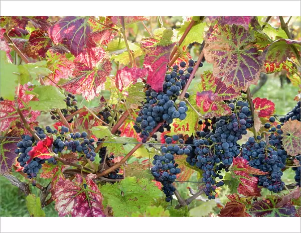 Autumn grapes and vines, Denbies vineyard, Dorking, Surrey, England, United Kingdom