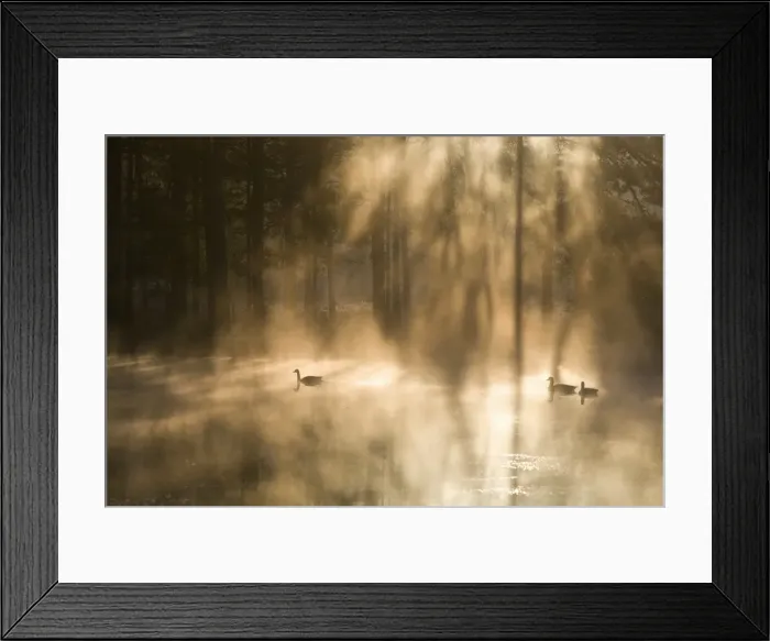 Framed Print : Geese on misty lake at dawn, Crosswater, Surrey, England, United Kingdom, Europe Framed Print : Geese on misty lake at dawn, Crosswater, Surrey, England, United Kingdom, Europe
