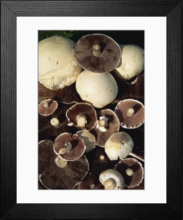 Framed Print : Wild field mushrooms picked in the New Forest, Hampshire, England, United Kingdom, Europe Framed Print : Wild field mushrooms picked in the New Forest, Hampshire, England, United Kingdom, Europe