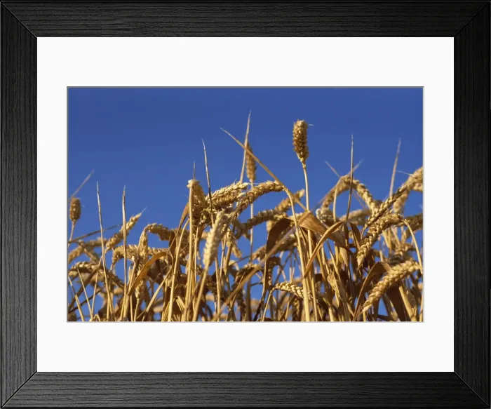 Framed Print : Close-up of heads of ripe wheat in a field in England, United Kingdom, Europe Framed Print : Close-up of heads of ripe wheat in a field in England, United Kingdom, Europe