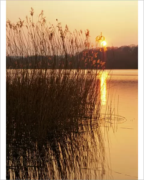 Reeds at sunset, Frensham Great Pond, Frensham, Surrey, England, UK, Europe
