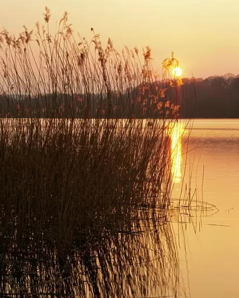 Reeds at sunset, Frensham Great Pond, Frensham, Surrey, England, UK, Europe