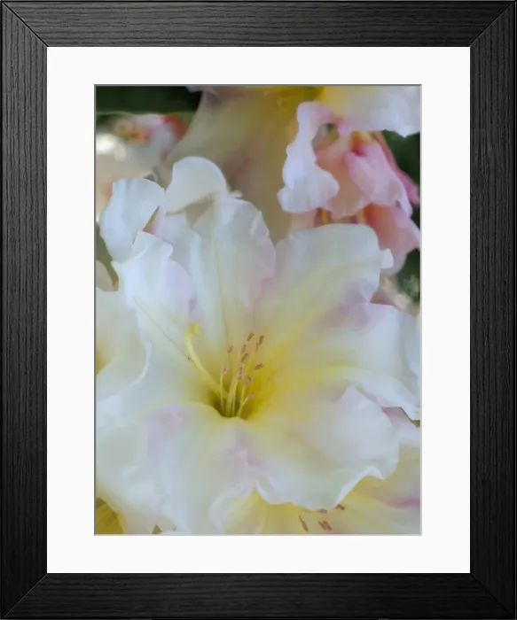 Framed Print : Close-up of white stamen and pale pink flower of rhododendron, Windsor Great Park Framed Print : Close-up of white stamen and pale pink flower of rhododendron, Windsor Great Park