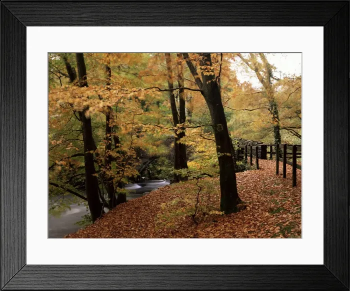 Framed Print : Breezy autumn day by the River Brathay footbridge, Skelwith Bridge, Cumbria Framed Print : Breezy autumn day by the River Brathay footbridge, Skelwith Bridge, Cumbria