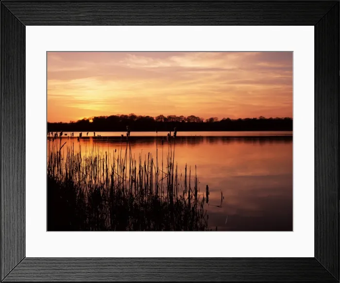 Framed Print : Reedmace silhouetted in foreground at sunset, Frensham Great Pond, near Farnham Framed Print : Reedmace silhouetted in foreground at sunset, Frensham Great Pond, near Farnham