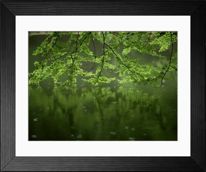Framed Print : Beech leaves over lake, Waggoners Wells, Grayshot, Surrey, England, United Kingdom Framed Print : Beech leaves over lake, Waggoners Wells, Grayshot, Surrey, England, United Kingdom