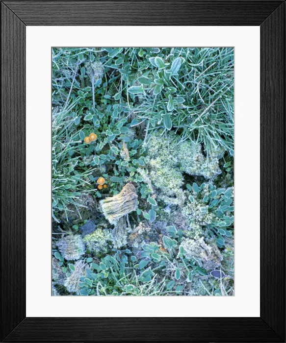 Framed Print : Grasses, mosses and fungi edged with frost, growing between heather plants on heathland Framed Print : Grasses, mosses and fungi edged with frost, growing between heather plants on heathland