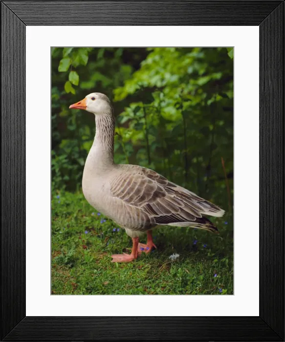 Framed Print : Goose, Godalming, Surrey, England, UK Framed Print : Goose, Godalming, Surrey, England, UK