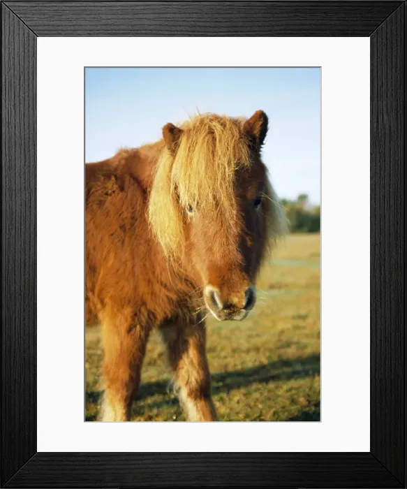 Framed Print : Chestnut Shetland Pony, Fritham, New Forest, England, UK Framed Print : Chestnut Shetland Pony, Fritham, New Forest, England, UK