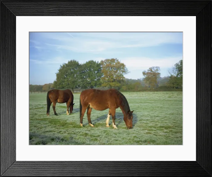 Framed Print : Two horses in a frosty field early morning in autumn, Sandhurst, Berkshire