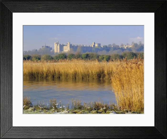 Framed Print : Reeds beside the River Arun, with Arundel Castle, the ancestral home of the Dukes of Norfolk beyond Framed Print : Reeds beside the River Arun, with Arundel Castle, the ancestral home of the Dukes of Norfolk beyond