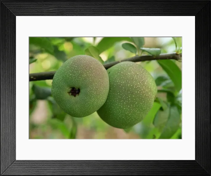Framed Print : Japonica quinces on a tree in England, United Kingdom, Europe Framed Print : Japonica quinces on a tree in England, United Kingdom, Europe