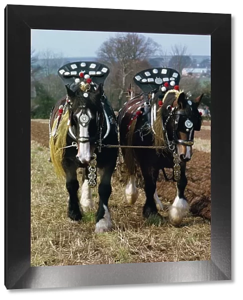 Decorated shire horses pulling a plough in Cornwall, England, United Kingdom, Europe