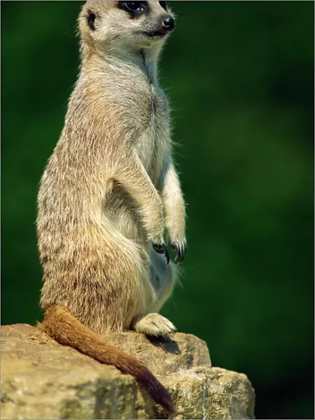 Meerkat on look-out, Marwell Zoo, Hampshire, England, United Kingdom, Europe