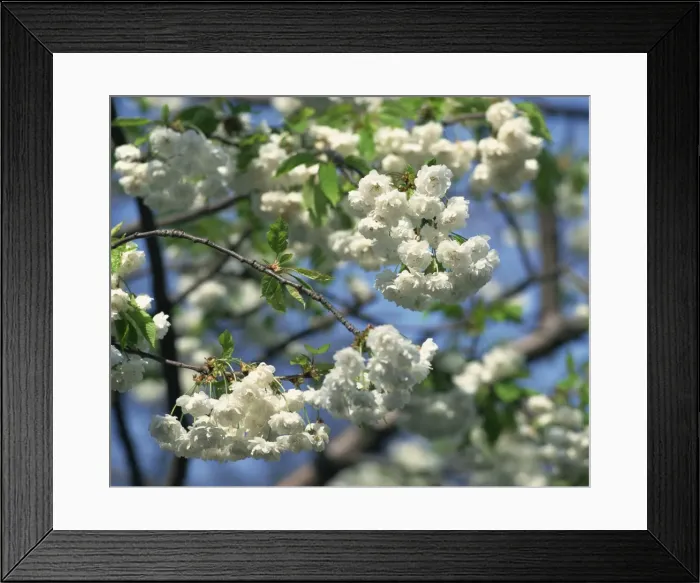 Framed Print : Close-up of white spring blossom on a tree in London, England, United Kingdom, Europe Framed Print : Close-up of white spring blossom on a tree in London, England, United Kingdom, Europe