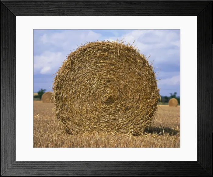 Framed Print : Close-up of a circular straw bale in a field in Nottinghamshire, England Framed Print : Close-up of a circular straw bale in a field in Nottinghamshire, England