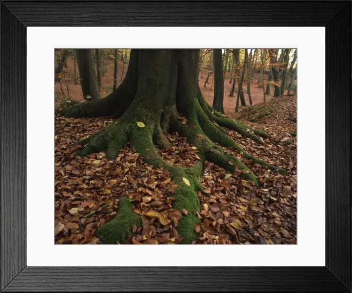 Framed Print : Close-up of tree roots and autumn (fall) foliage, in woodland, Burnham Beeches Framed Print : Close-up of tree roots and autumn (fall) foliage, in woodland, Burnham Beeches