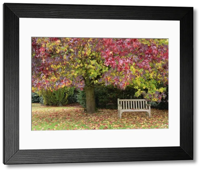 Framed Print : Bench under liquidambar tree, Hilliers Gardens, Ampfield, Hampshire, England Framed Print : Bench under liquidambar tree, Hilliers Gardens, Ampfield, Hampshire, England