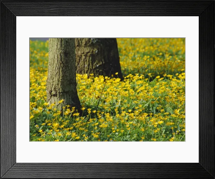 Framed Print : Wild flowers under trees by the roadside, Hayling Island, Hampshire, England, UK Framed Print : Wild flowers under trees by the roadside, Hayling Island, Hampshire, England, UK