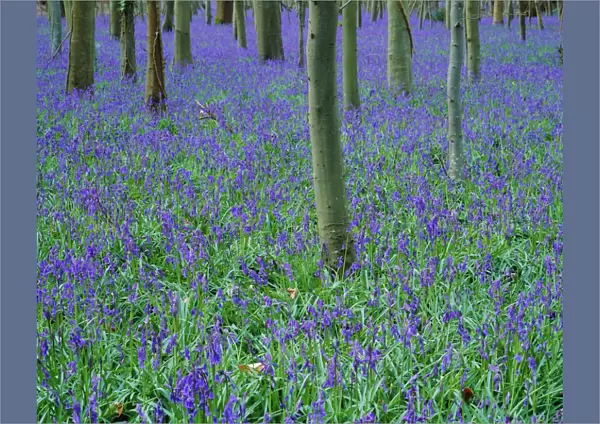 A bluebell wood in Sussex, England, UK