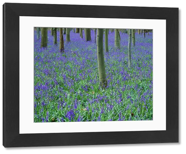 A bluebell wood in Sussex, England, UK