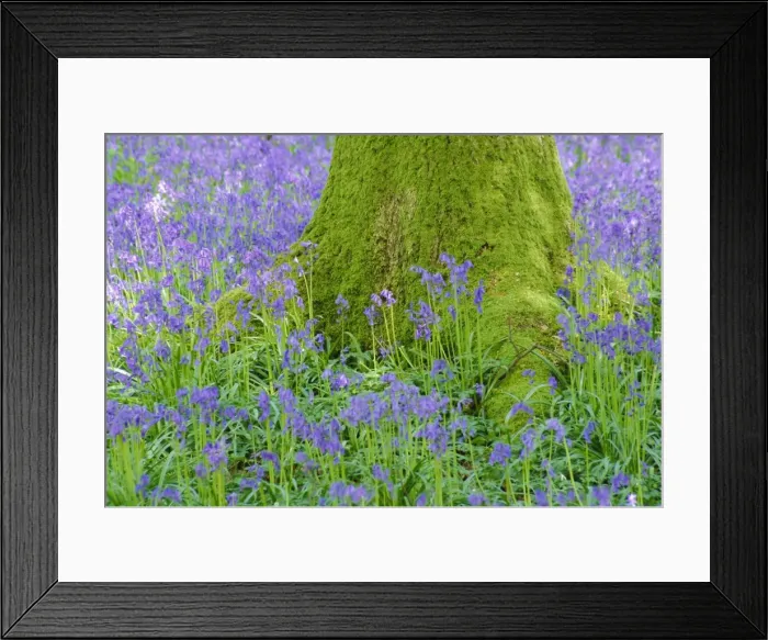Framed Print : Moss covered base of a tree and bluebells in flower, Bluebell Wood, Hampshire Framed Print : Moss covered base of a tree and bluebells in flower, Bluebell Wood, Hampshire