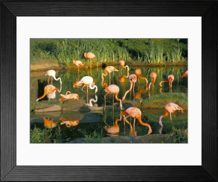 Framed Print : Flamingoes, Marwell Zoo, Hampshire, England, United Kingdom, Europe Framed Print : Flamingoes, Marwell Zoo, Hampshire, England, United Kingdom, Europe