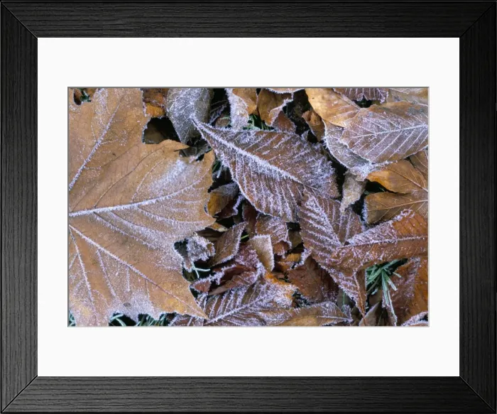 Framed Print : Frosty leaves, Hampshire, England, United Kingdom, Europe Framed Print : Frosty leaves, Hampshire, England, United Kingdom, Europe