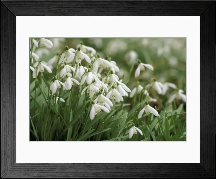 Framed Print : Snowdrops, Warnford, Hampshire, England, United Kingdom, Europe Framed Print : Snowdrops, Warnford, Hampshire, England, United Kingdom, Europe