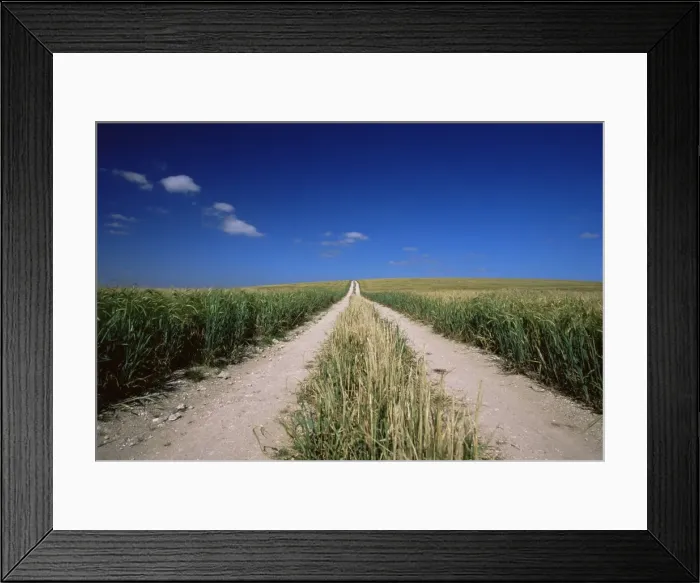 Framed Print : Straight path through field, Hampshire, England, United Kingdom, Europe Framed Print : Straight path through field, Hampshire, England, United Kingdom, Europe