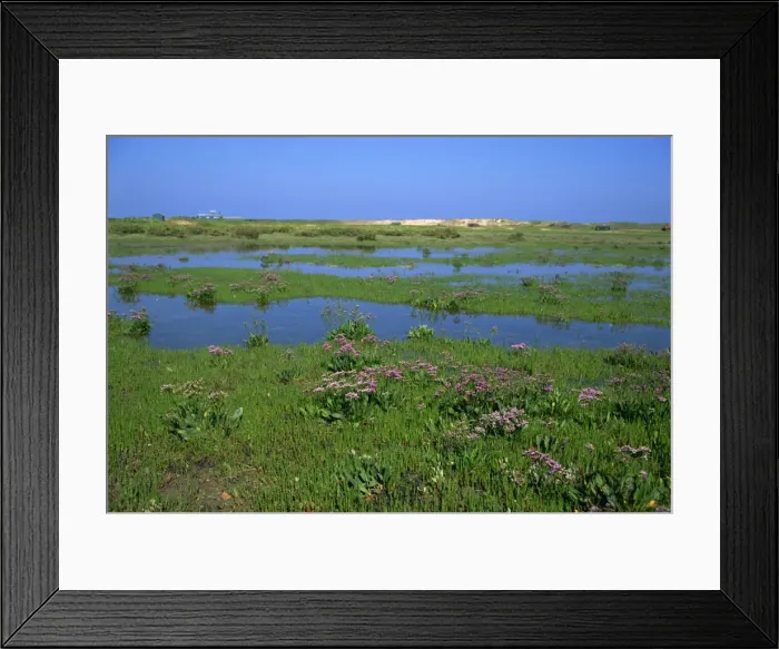 Framed Print : Blakeney Point, Norfolk, England, United Kingdom, Europe Framed Print : Blakeney Point, Norfolk, England, United Kingdom, Europe