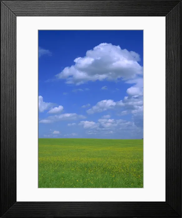 Framed Print : Rape field with blue sky and white clouds, Herefordshire, England, United Kingdom, Europe Framed Print : Rape field with blue sky and white clouds, Herefordshire, England, United Kingdom, Europe