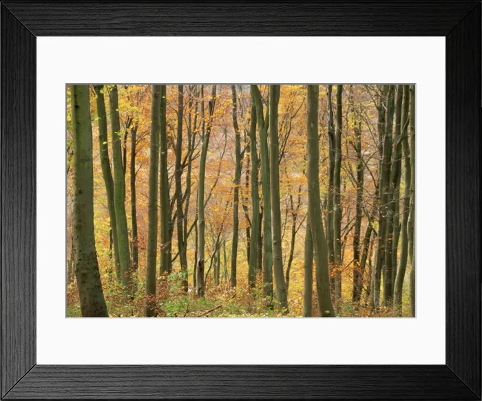 Framed Print : Beech trees in autumn, Queen Elizabeth Country Park, Hampshire, England Framed Print : Beech trees in autumn, Queen Elizabeth Country Park, Hampshire, England