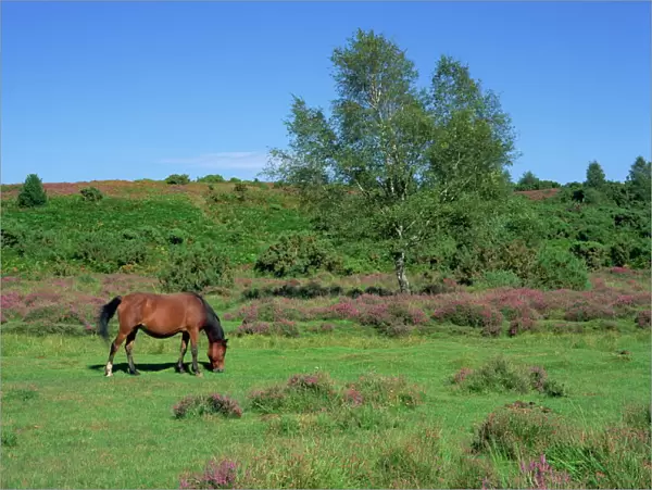 Pony grazing, New Forest, Hampshire, England, United Kingdom, Europe