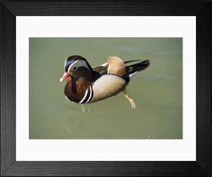 Framed Print : Mandarin duck, male, Burford, Oxfordshire, England, United Kingdom, Europe Framed Print : Mandarin duck, male, Burford, Oxfordshire, England, United Kingdom, Europe