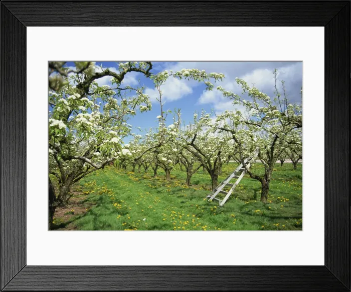 Framed Print : Pear blossom in orchard, Holt Fleet, Worcestershire, England, United Kingdom, Europe Framed Print : Pear blossom in orchard, Holt Fleet, Worcestershire, England, United Kingdom, Europe
