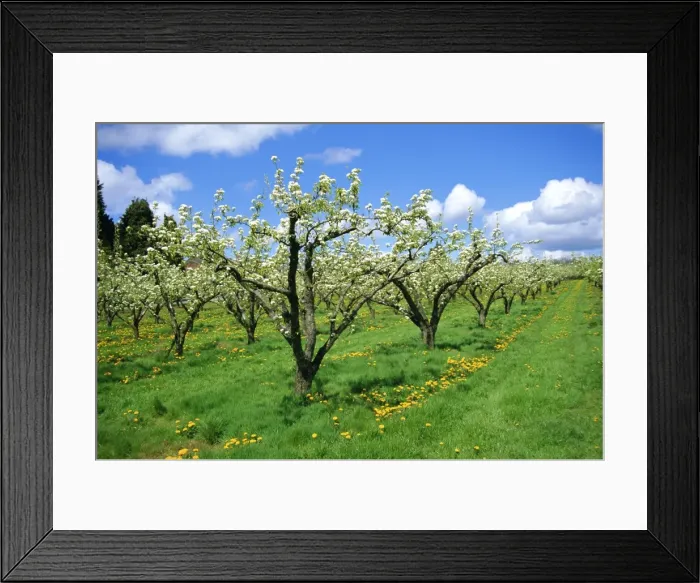 Framed Print : Blossom on pear trees in orchard, Holt Fleet, Worcestershire, England, UK, Europe Framed Print : Blossom on pear trees in orchard, Holt Fleet, Worcestershire, England, UK, Europe