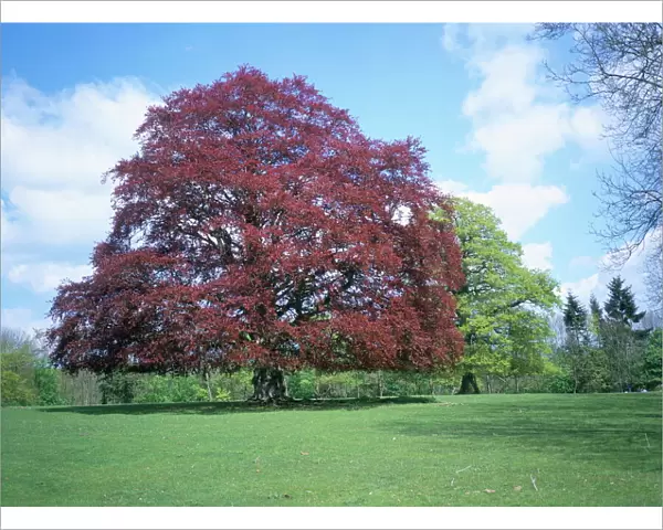 Copper beech tree, Croft Castle, Herefordshire, England, United Kingdom, Europe