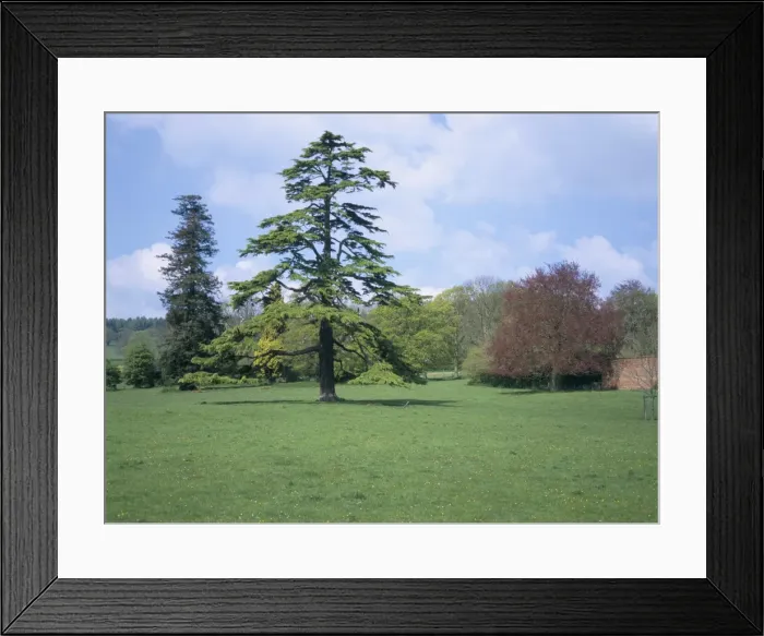 Framed Print : Cedar, deodar tree, Croft Castle, Herefordshire, England, United Kingdom, Europe Framed Print : Cedar, deodar tree, Croft Castle, Herefordshire, England, United Kingdom, Europe