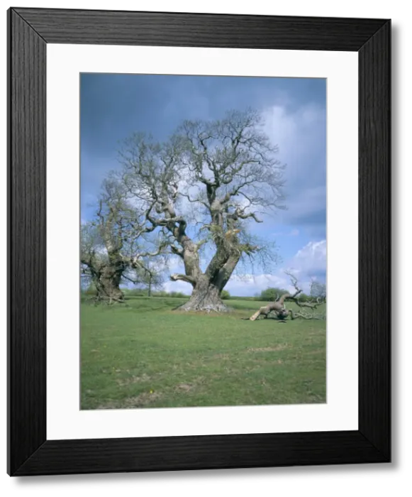 Framed Print : Ancient sweet chestnut tree, Croft Castle, Herefordshire, England, United Kingdom, Europe Framed Print : Ancient sweet chestnut tree, Croft Castle, Herefordshire, England, United Kingdom, Europe