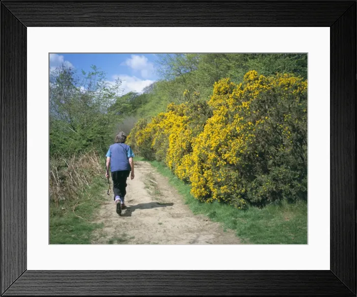 Framed Print : Gorse in bloom and walker, Croft, Herefordshire, England, United Kingdom, Europe